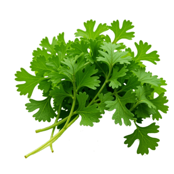 Coriander