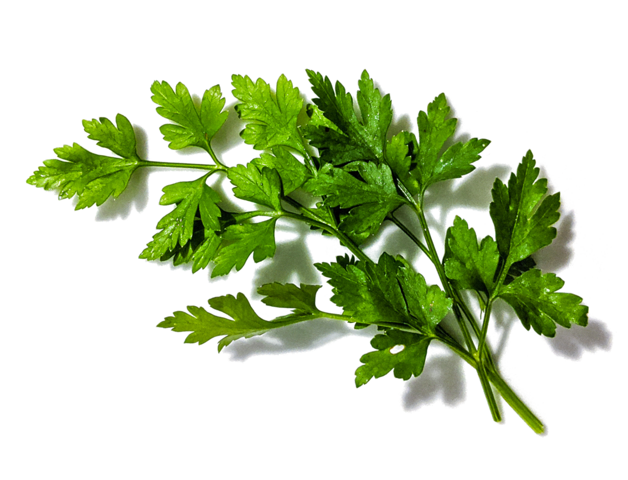 Parsley