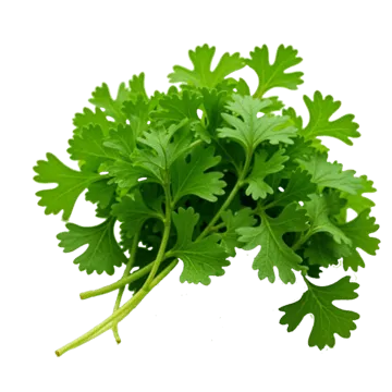 /storage/photos/coriander.webp